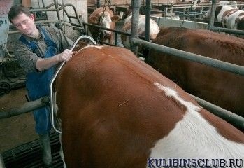 Hogyan elválaszt fiatal tehén rúgás - kulibinsk csapat