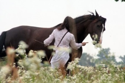 Hogyan barátkozni egy ló - helyszínen a lovak