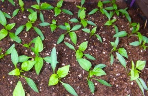 Hogyan, hogy a víz paprika és padlizsán - öntözés árnyalatok a mezőn és az üvegházhatást okozó videó (locsolás) Hogyan, hogy a víz paprika és padlizsán - öntözés árnyalatok a mezőn és az üvegházhatást okozó videók