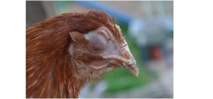 Hogyan kell értenünk, hogy a csirke beteg tippek kezdőknek