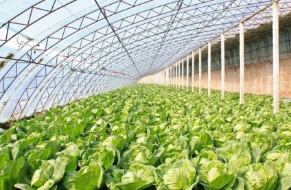 Hogyan építsünk egy napelemes vegetary, 6 hektáros