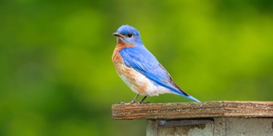 Hogyan lehet elkapni egy bluebird jegyzetek életmód szerencse
