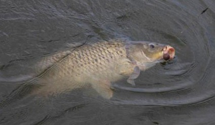 Hogyan vyvazhivat nagy halat vesz a trófeát hal küzdelem vyvazhivanie ponty csuka
