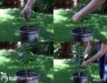 Hogyan oltására vese zitruspflanzen