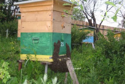 Hogyan szaporodnak a méhek, méhcsaládok képeznek a szaporodás