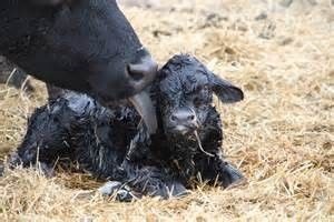 Hogyan szülni egy tehén
