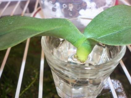 Hogyan megmenteni az orchidea phalaenopsis gyökér nélkül, vagy fonnyadt levelek