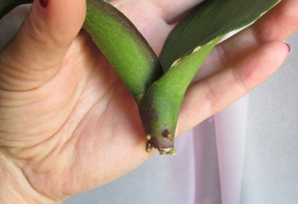 Hogyan megmenteni az orchidea phalaenopsis gyökér nélkül, vagy fonnyadt levelek