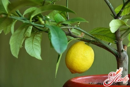 Hogyan törődik a citrom otthon módja a magonc gyümölcs