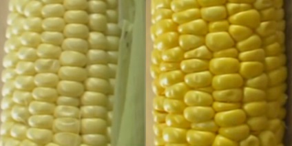 Hogyan válasszuk ki a kukorica