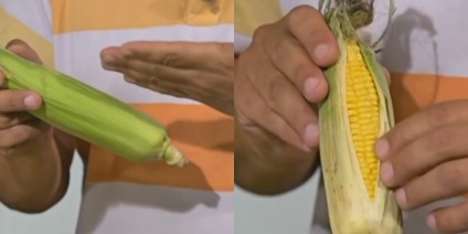 Hogyan válasszuk ki a kukorica