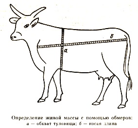 Hogyan válasszuk ki a tejelő tehén szakértői tanácsadás - kyrgyzkorm