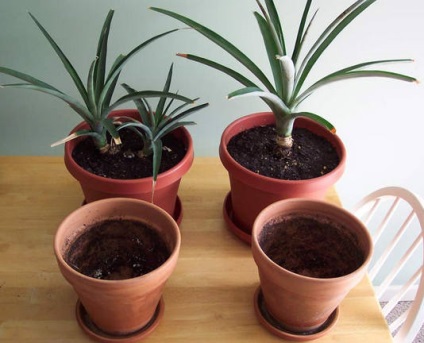 Hogyan növekszik egzotikus növények a lakásban