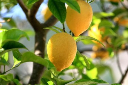 Hogyan növekszik a citrom, a csontok, magvak, dugványok otthon