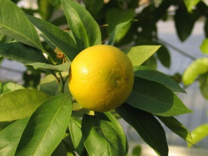 Hogyan növekszik a citrom, a csontok, magvak, dugványok otthon