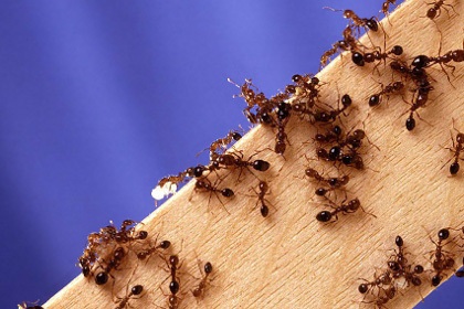 Hogyan lehet megjeleníteni a hangyák a házból - gyorsan otthon