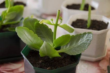 Kalanchoe dekoratív szaporodás és az otthoni gondozás (Home) Kalanchoe díszítő tenyésztés és otthonok