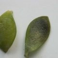 Calathea száraz levelek és csavart, fotó és videó