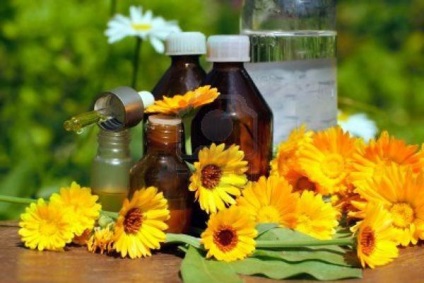Calendula a népi gyógyászatban (gyógyszert) Calendula a népi gyógyászatban