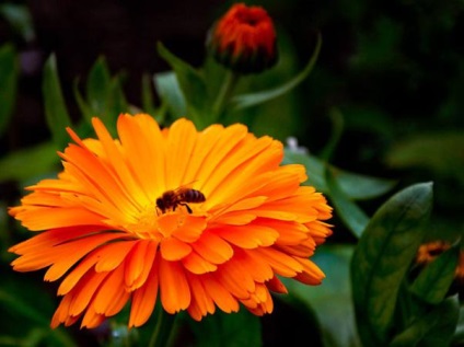 Calendula a népi gyógyászatban (alkoholos kivonat körömvirág) Calendula a népi gyógyászatban