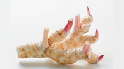 Galangal fotó és leírását (fotók) Galangal kép és leírás