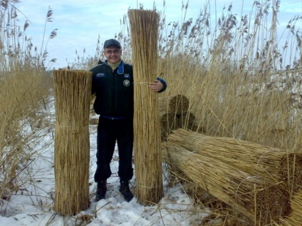 Nád a házban jelek járó növény, az Álomfejtés róla (nád) Nád a házban jelek járó növény, az Álomfejtés róla