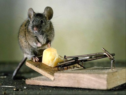 Csapdában patkány saját kezűleg - video utasításokat