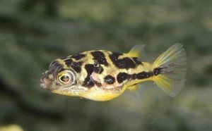 Miniatűr Tetradon (carinotetraodon travancoricus) - tartalom, fotó és videó kompatibilitás hal