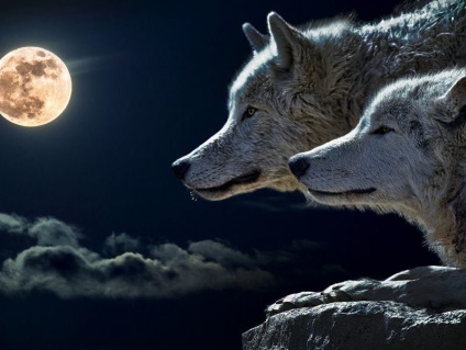 Miért álom egy farkas