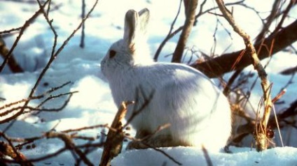 Miért álom egy nyúl vagy egy nyúl, mi álmok halott nyúl (mi) Miért álom egy nyúl vagy egy nyúl, mi álmok halott nyúl