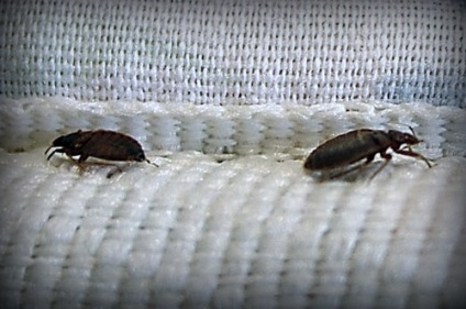 Bugs a heverő tünetek, okok