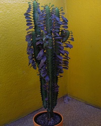 Szobanövények (Euphorbia határolt) szobanövények