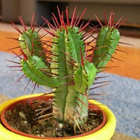 Beltéri növények (Euphorbia Trigona) szobanövények