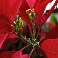 Beltéri növények (Euphorbia szoba) szobanövények