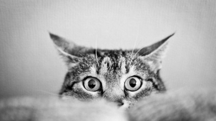 Cat félelmeit, ahogy (éreznék) Cat félelmeit, ahogy