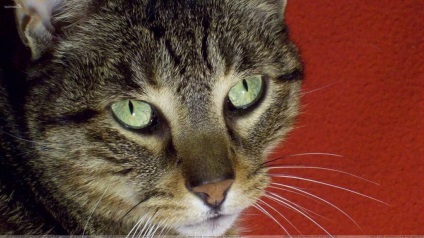 Cat félelmeit, ahogy (félelmek) Cat félelmeit, ahogy