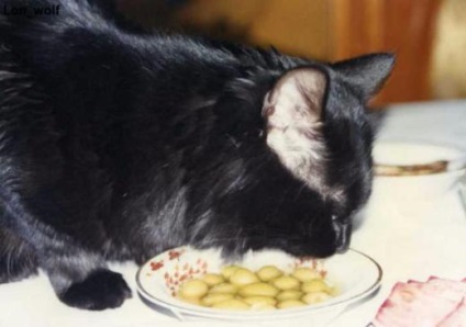 Cat szereti olajbogyó takarmány, illetve megtiltására étrend és táplálkozás