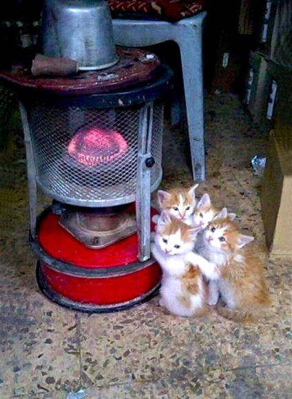 Macskák, akik szeretik a meleget, mint bárki