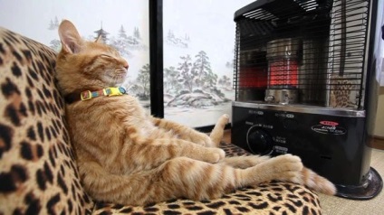 Macskák, akik szeretik a meleget, mint bárki