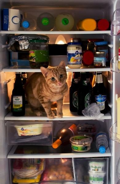 Macskák a hűtőszekrények