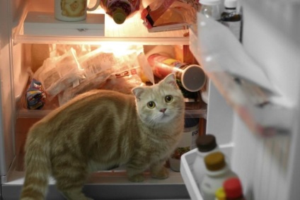 Macskák a hűtőszekrények