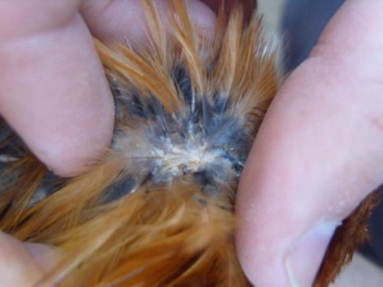 Csirke atkák megszabaduljon a madarak paraziták, különösen a kezelés és fotó