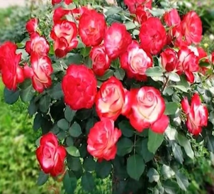 Bokor rózsa - ültetés, gondozás és termesztése