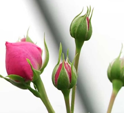 Bokor rózsa - ültetés, gondozás és termesztése