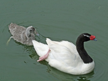 Swans kép hattyúk