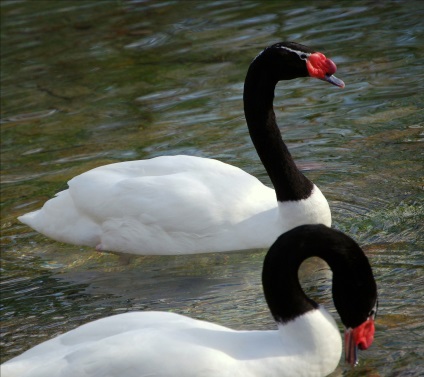 Swans kép hattyúk