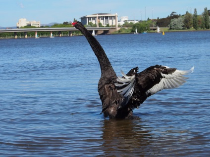 Swans kép hattyúk