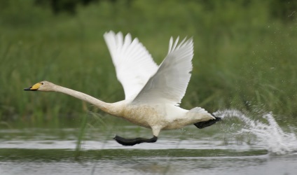 Swans kép hattyúk