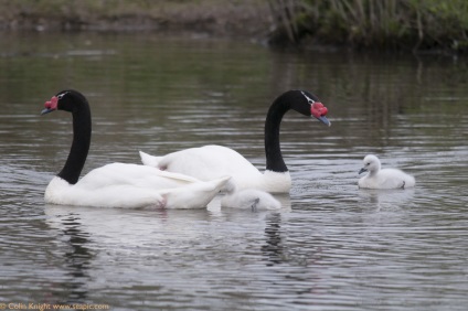 Swans kép hattyúk