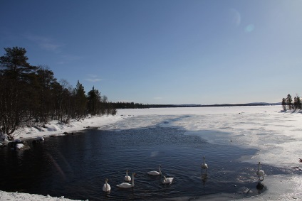 Swans kép hattyúk